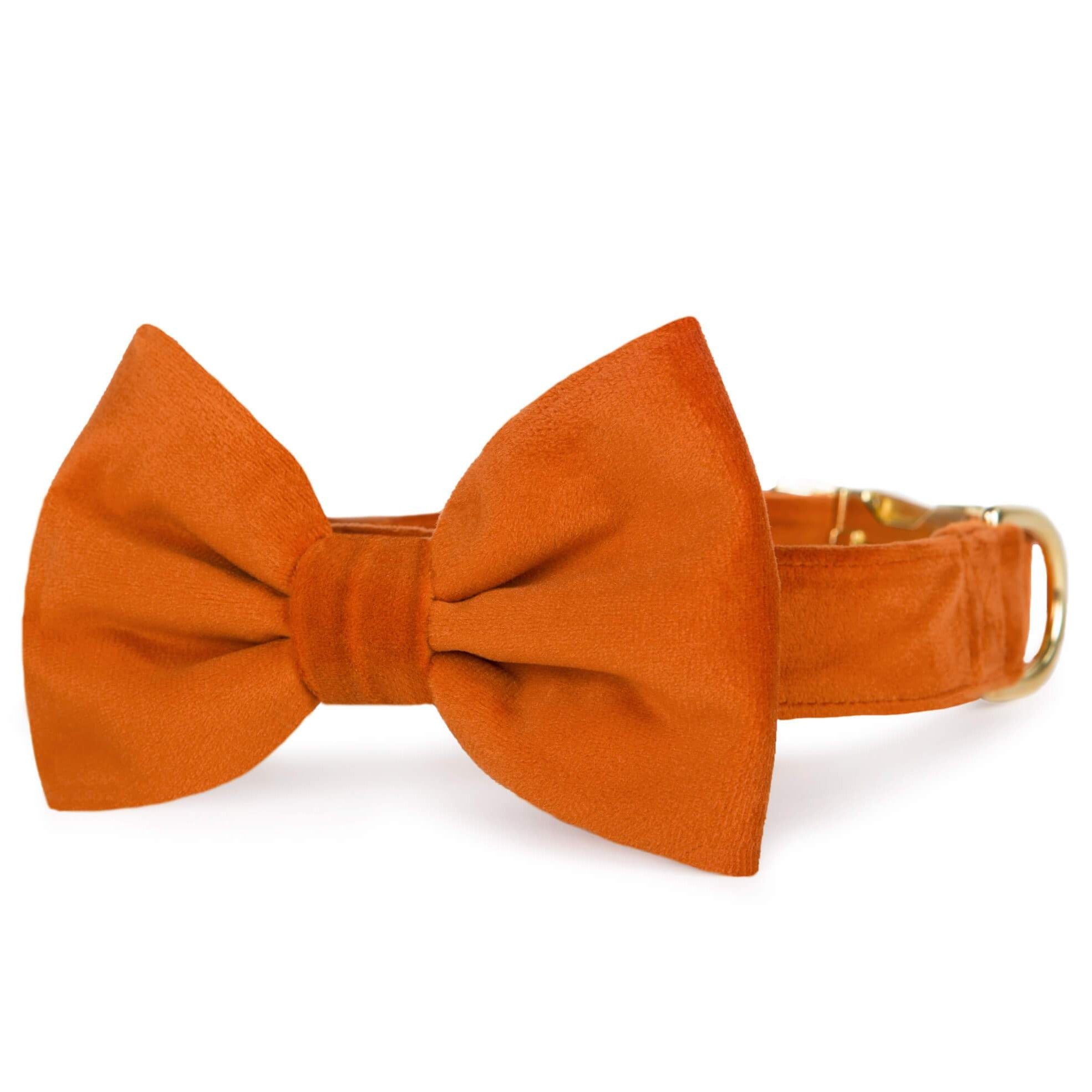 The Foggy Dog Pumpkin Velvet Bow Tie Collar