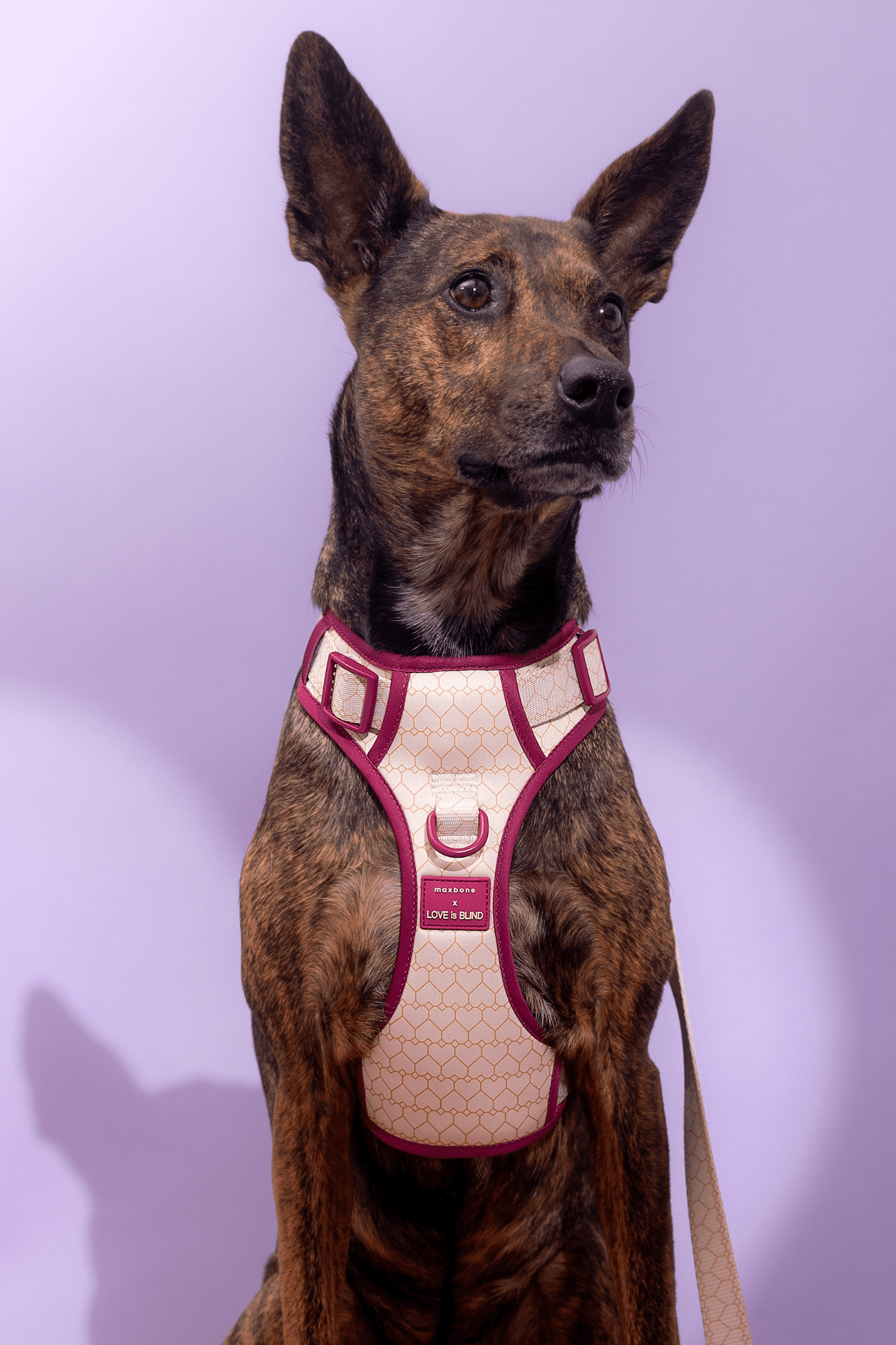 Max Bone Love Is Blind x maxbone Walk Set