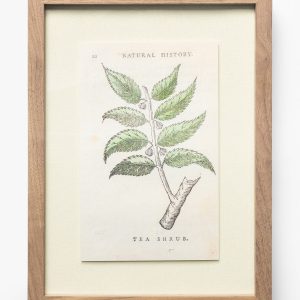 McGee & Co Tea Shrub