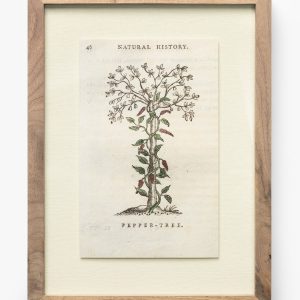 McGee & Co Pepper Tree