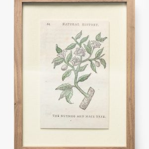McGee & Co Nutmeg & Mace Tree