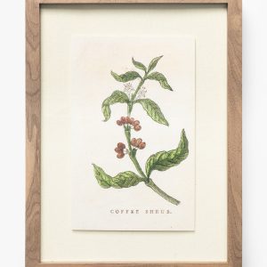 McGee & Co Coffee Shrub