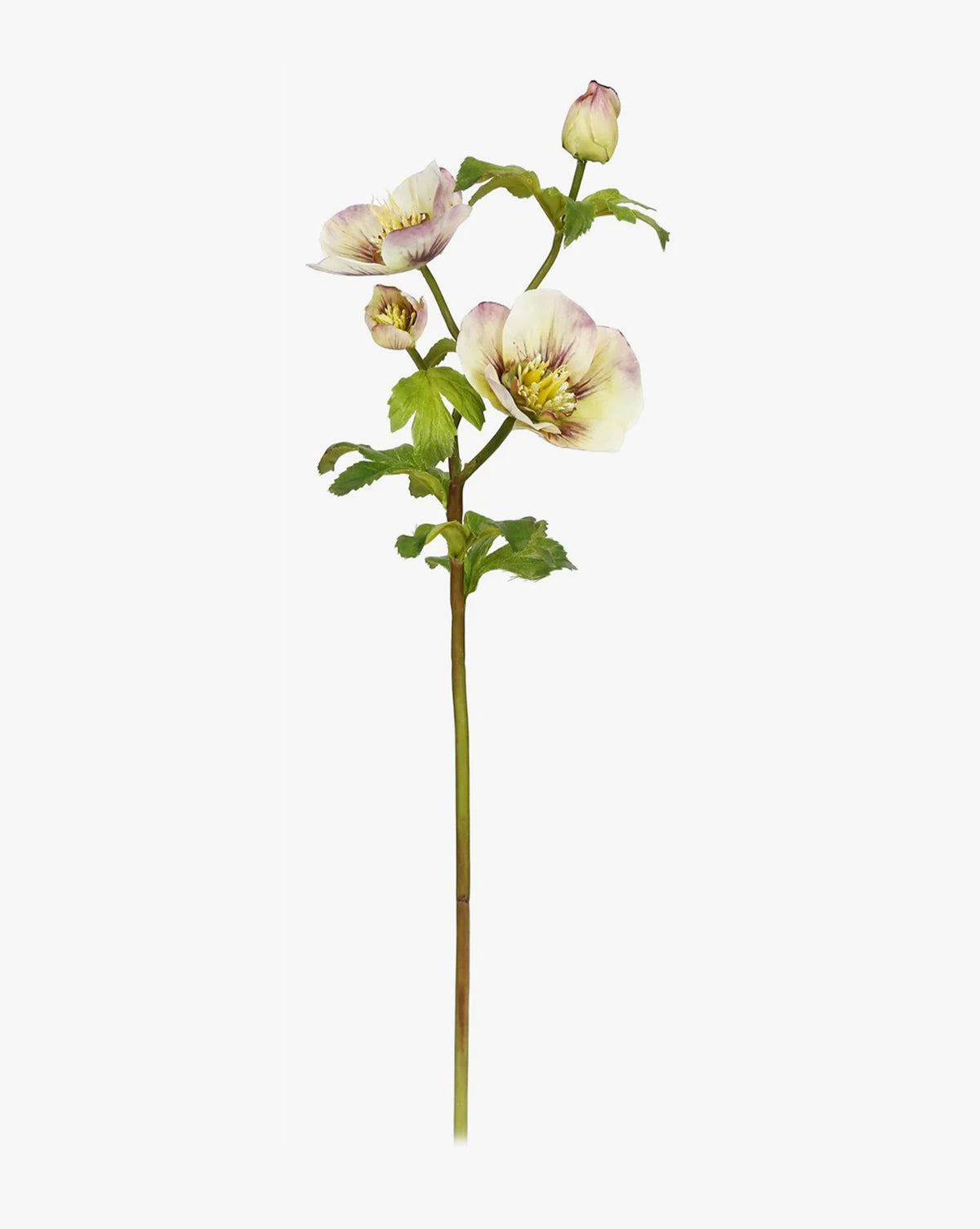 McGee & Co 18" Hellebores Rose