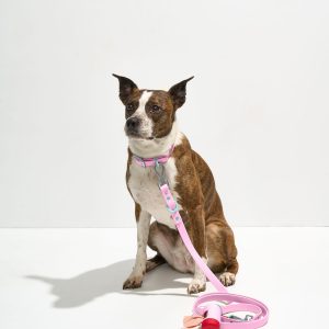 Wild One Waterproof Collar + Waterproof Leash Walk Kit