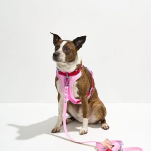 Wild One Cushioned Harness + Waterproof Leash Walk Kit