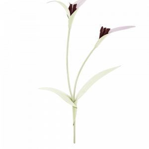 Polene Paris Fleur Touka - Aloe